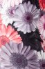 SCOASE DIN STOC - Colanti Denya Pink